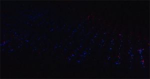 Cánh đồng tỏi tây khoe sắc dưới ánh đèn LED