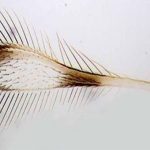 Bạn sẽ rất bất ngờ nếu biết cọng lông này thực là gì!