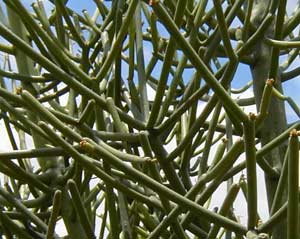 Cành giao không lá – Euphorbia tirucalli.Liun