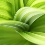 Canxi giúp thực vật tự phòng vệ