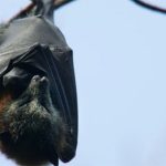 Hàng trăm nghìn người bị mất điện vì cáo bay đầu xám
