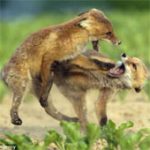 Cáo đỏ châu Âu quyết chiến giành thức ăn