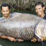 Câu cá chép 120 kg
