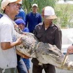 Thái Lan: báo động cá sấu sổng chuồng