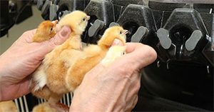Cắt mỏ gà – Biện pháp cần được áp dụng trong chăn nuôi công nghiệp