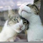 Âm nhạc chữa được bệnh cho động vật