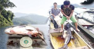 Ngư dân bắt “thủy quái” siêu to khổng lồ ở hồ Tuyên Quang