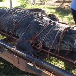 Bắt được cá sấu “khủng” 60 tuổi, nặng đến 600kg sau 8 năm tìm kiếm