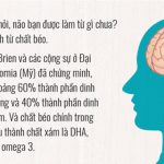 Có bao giờ bạn hỏi não được cấu thành từ chất gì?