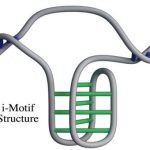 Phát hiện cấu trúc gene mới trong tế bào người