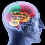 Nuôi cấy thành công não người trong phòng thí nghiệm