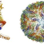 Tính ứng dụng của kỹ thuật chụp phân tử sinh học giành giải Nobel