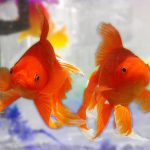 Cá vàng sống sót sau hơn 4 tháng không ăn