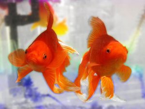 Cá vàng sống sót sau hơn 4 tháng không ăn