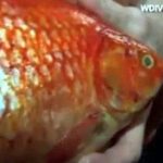 Cá vàng khổng lồ nặng 1,4kg