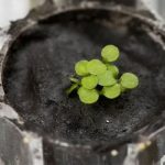 Các nhà khoa học trồng thành công cây nảy mầm trên đất Mặt trăng