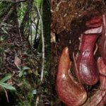 Phát hiện loài cây độc lạ chuyên gia bẫy con mồi dưới lòng đất