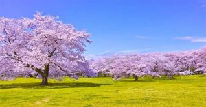 Cây anh đào giúp chống biến đổi khí hậu