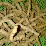 Bất ngờ với những khám phá khác về cây ba kích