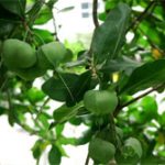 Ươm trồng thành công cây bàng vuông trên đảo Lý Sơn
