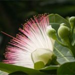 Chiêm ngưỡng “nữ hoàng sắc đẹp” của quần đảo Trường Sa