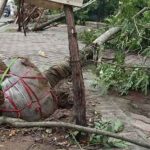 Khi trồng cây có phải bỏ lớp vỏ bầu bọc đất không?