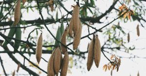 Sự thật khó ai ngờ về cây bông gòn độc đáo ở VN