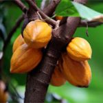 Ca cao có thể giúp cải thiện chứng suy giảm trí nhớ