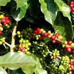 Tại sao chỉ một số nơi trồng được cà phê ngon nhất thế giới?