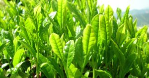 Sự khác biệt giữa trà đen và trà xanh