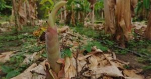 Vì sao cây chuối lại bị chặt bỏ ngay sau khi thu hoạch quả?