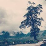 “Cây cô đơn” đẹp nhất ở Việt Nam: Có tuổi đời hàng thế kỷ, thân cây rộng 5 người ôm không hết