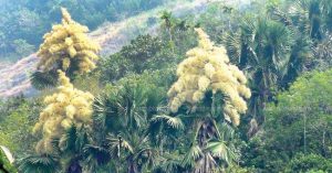 Loài cây kỳ lạ khai hoa chỉ 1 lần tưng bừng rồi chết