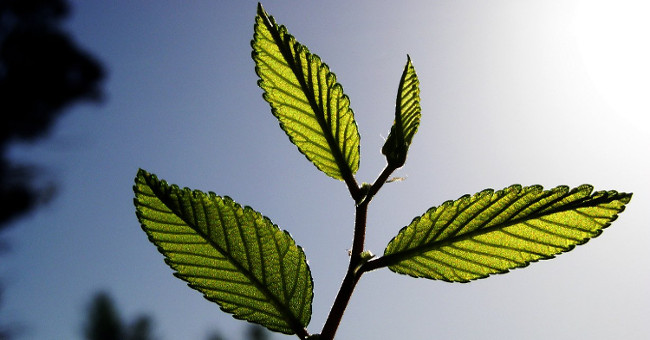 Phát triển thành công hợp chất hấp thụ CO2 nhanh hơn cây cối