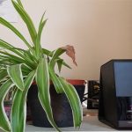 Sự thật đằng sau tấm ảnh cây đặt cạnh thiết bị phát wifi không mọc nổi lá gây sốt trên Reddit