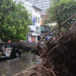 Đạp cửa, bố cứu con gái thoát khỏi xe bị cây cổ thụ đổ trúng