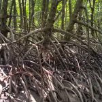 Cây Đước – Vệ sĩ bờ biển
