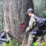 Phát hiện cây gõ mật có đường kính “khủng”