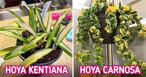 Top 6 loại cây cảnh khử mùi hiệu quả giúp căn phòng luôn thơm ngát