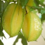 Các loại cây chữa bệnh nên trồng trong nhà