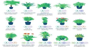 Đây là những cây mà NASA khuyên bạn nên trồng trong nhà