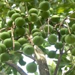 Lý do mắc ca được coi là “cây tỷ đô”