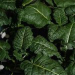 Phát hiện vi khuẩn chưa từng thấy trên trạm ISS