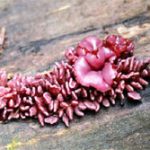 Khả năng thần kỳ của nấm