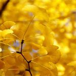 Thực vật có giới tính không?