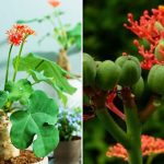 Cây ngô đồng có chất gì mà gây độc cho trẻ?