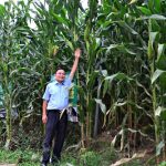 Giống ngô sinh khối đầu tiên của Việt Nam cao gần bằng đèn đường