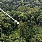 Cây nhiệt đới cao nhất thế giới ở Malaysia