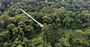 Cây nhiệt đới cao nhất thế giới ở Malaysia