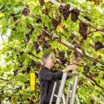 Cây nho lớn lâu đời nhất thế giới bên trong Cung điện Hampton Court